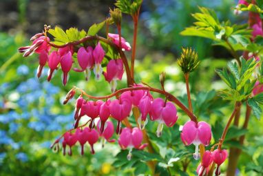 bleeding-heart-748549_1920.jpg