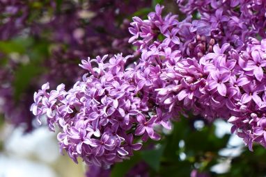 lilac-1463470_960_720.jpg