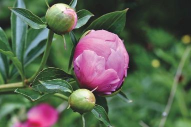 peony-5241640_640.jpg
