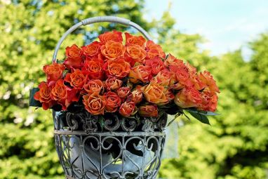 roses-1417473_960_720.jpg