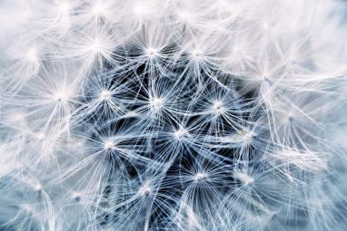 dandelion-808255_1280.jpg