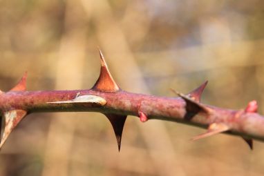 thorns-627759_960_720.jpg