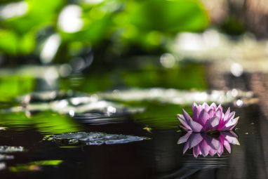 water-lily-1287416_1280.jpg