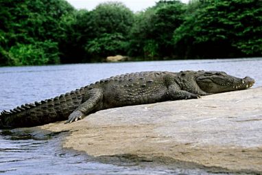 croc_2369159b.jpg