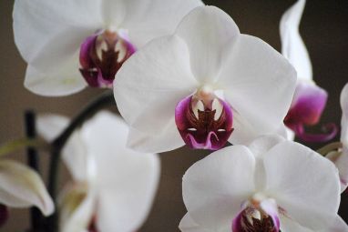 orchid.jpg