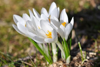 crocus-736612_960_720.jpg
