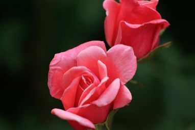 rose-140853_1280.jpg