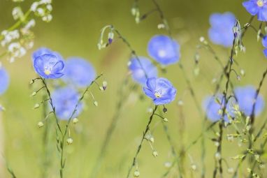 blue-flax-5200811_640.jpg