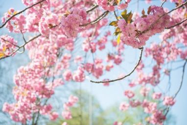 blossom-tree-sky-nature-1038508.jpeg