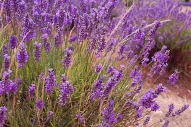 lavanda.jpg