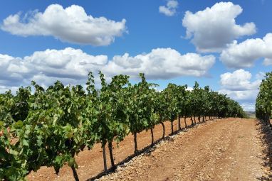 vineyard-1014890_1280.jpg