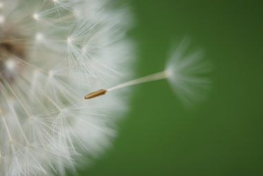 dandelion-1043784_960_720.jpg